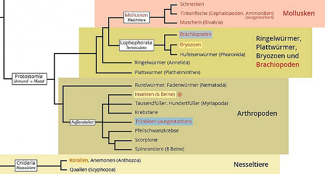 Entwicklung der Tier- und Pflanzenwelt, Ausschnitt.