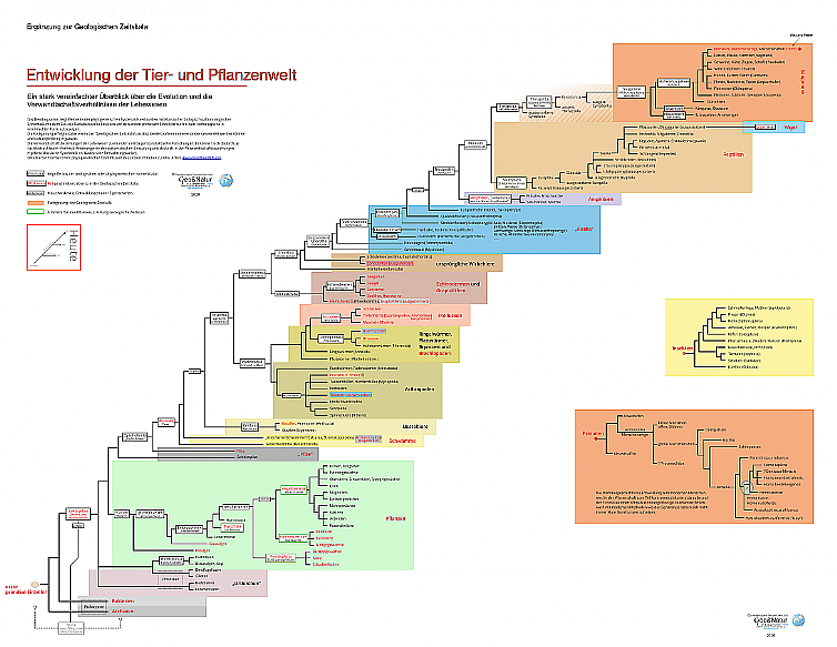 Entwicklung der Tier- und Pflanzenwelt