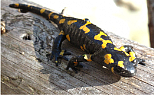 Feuersalamander