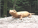 Feuersalamander am Aufstellungsort